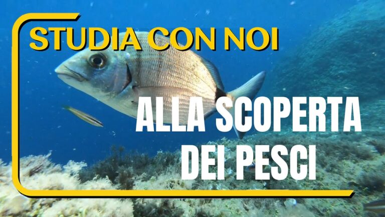 Elenco Completo dei Pesci di Mare